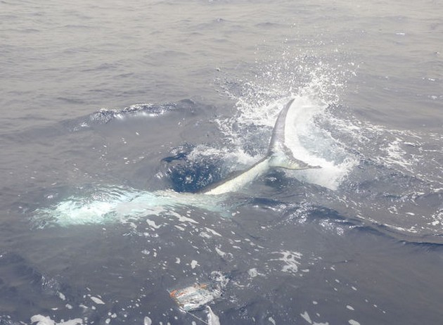 3 Marlins släppt Cavalier & Blue Marlin Sport Fishing Gran Canaria