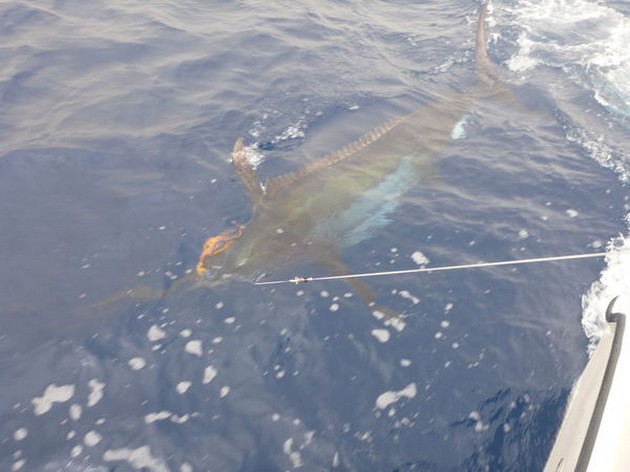 Release Me Cavalier & Blue Marlin Sport Fishing Gran Canaria