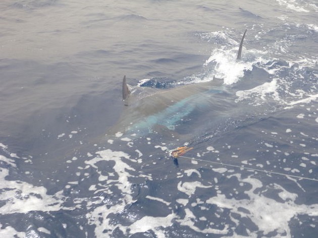 Blue Marlin Cavalier & Blue Marlin Sport Fishing Gran Canaria