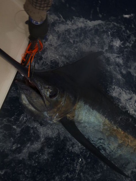 Blue Marlin Cavalier & Blue Marlin Sport Fishing Gran Canaria
