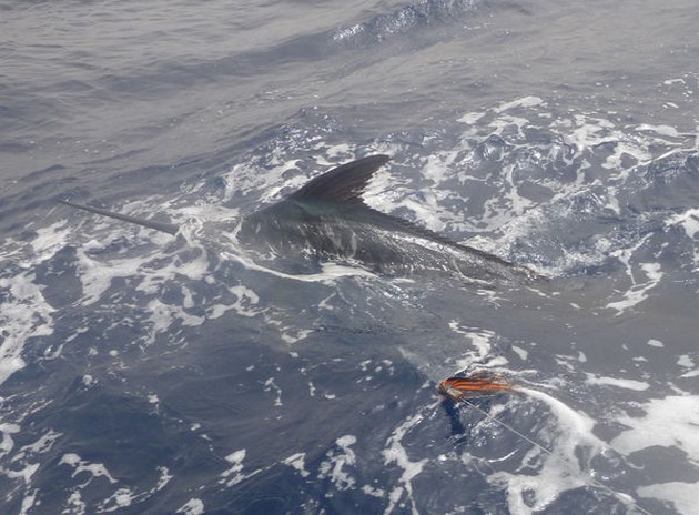 26/06 Blue Marlin Cavalier & Blue Marlin Sport Fishing Gran Canaria