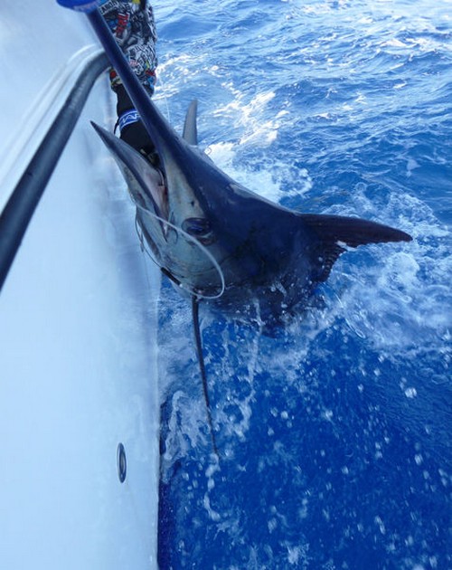 02/07 Blue Marlin Cavalier & Blue Marlin Sport Fishing Gran Canaria