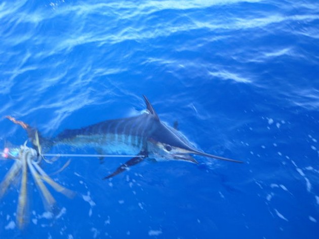 Blue Marlin Cavalier & Blue Marlin Sport Fishing Gran Canaria