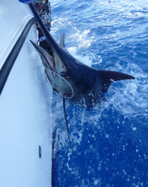 Release Me Cavalier & Blue Marlin Sport Fishing Gran Canaria