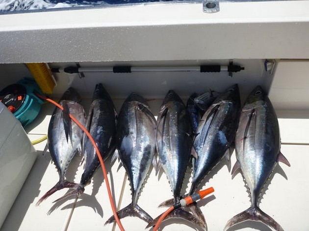 Albacores Cavalier & Blue Marlin Sport Fishing Gran Canaria