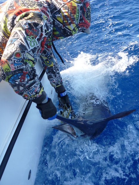 release me Cavalier & Blue Marlin Sport Fishing Gran Canaria