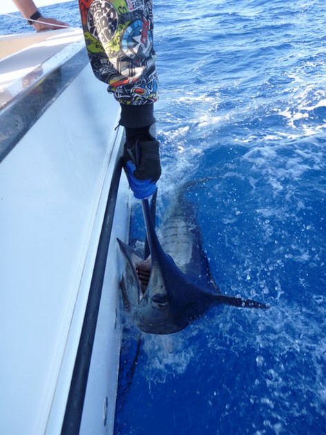 release me Cavalier & Blue Marlin Sport Fishing Gran Canaria