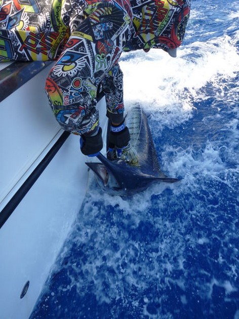 release me Cavalier & Blue Marlin Sport Fishing Gran Canaria