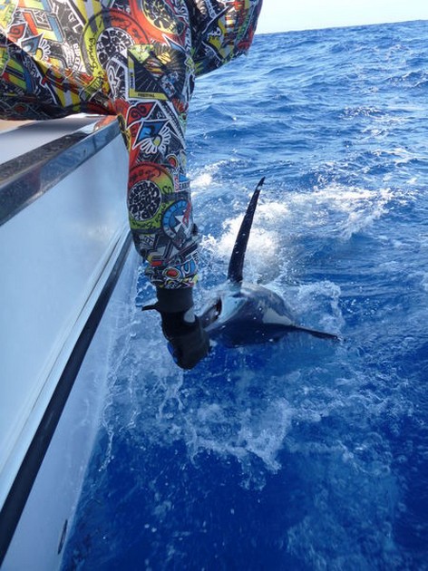 release me Cavalier & Blue Marlin Sport Fishing Gran Canaria