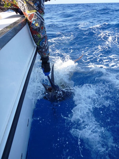 release me Cavalier & Blue Marlin Sport Fishing Gran Canaria