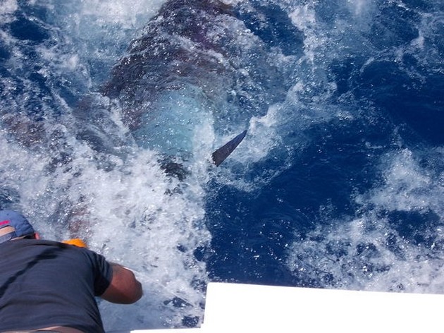 Blue Marlin Cavalier & Blue Marlin Sport Fishing Gran Canaria