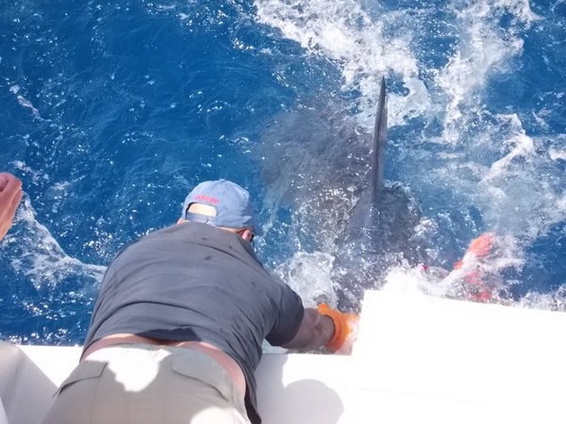 Blue Marlin Cavalier & Blue Marlin Sport Fishing Gran Canaria