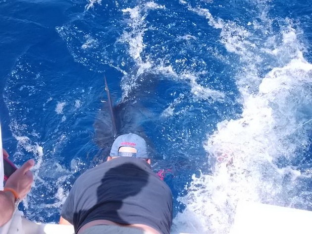 Blue Marlin Cavalier & Blue Marlin Sport Fishing Gran Canaria
