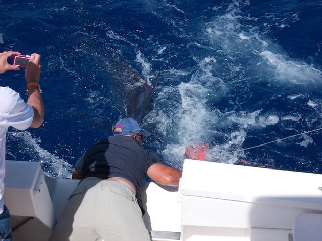 Blue Marlin Cavalier & Blue Marlin Sport Fishing Gran Canaria