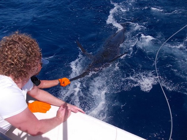 release me Cavalier & Blue Marlin Sport Fishing Gran Canaria