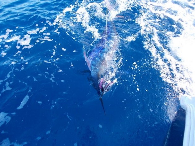 White Marlin Cavalier & Blue Marlin Sport Fishing Gran Canaria