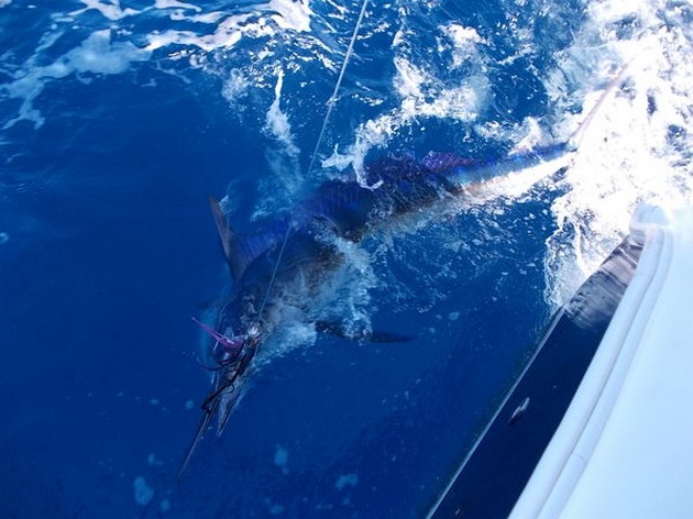 White Marlin Cavalier & Blue Marlin Sport Fishing Gran Canaria