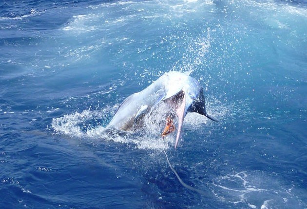 05/07 Jumping Blue Cavalier & Blue Marlin Sport Fishing Gran Canaria