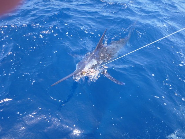 Release Me Cavalier & Blue Marlin Sport Fishing Gran Canaria