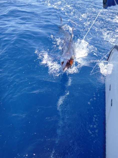 Release Me Cavalier & Blue Marlin Sport Fishing Gran Canaria