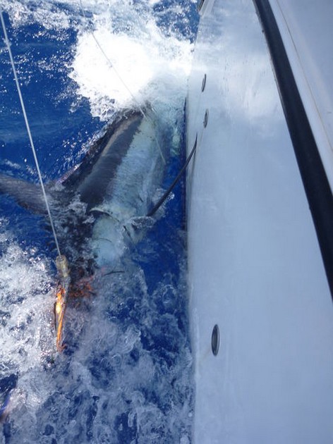 Release Me Cavalier & Blue Marlin Sport Fishing Gran Canaria