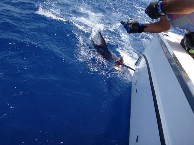Release Me Cavalier & Blue Marlin Sport Fishing Gran Canaria