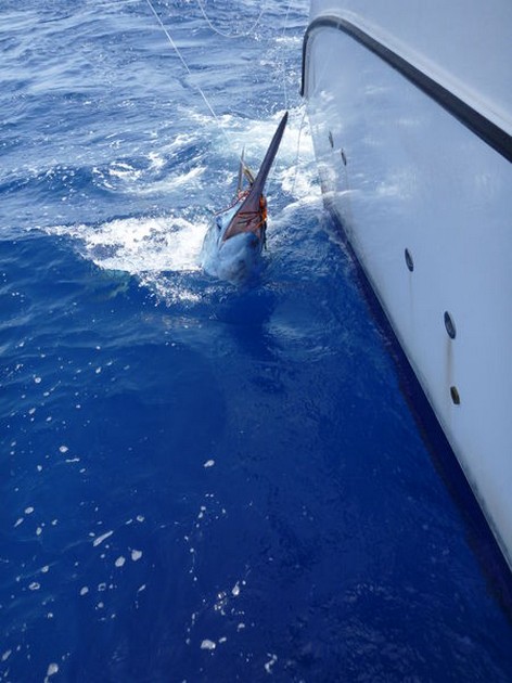 Release Me Cavalier & Blue Marlin Sport Fishing Gran Canaria