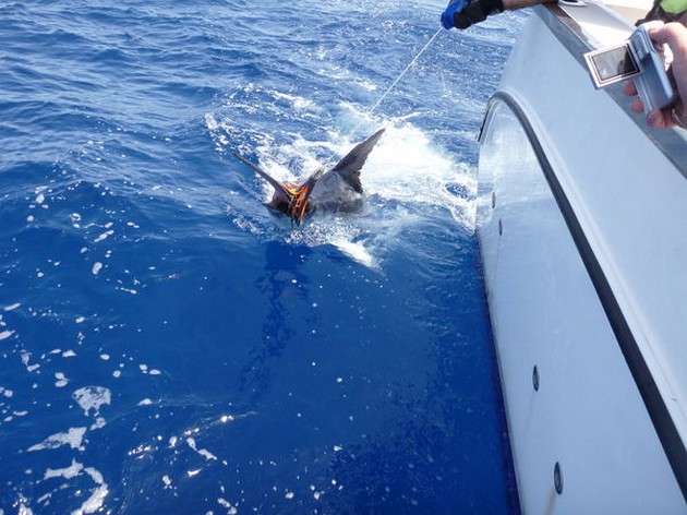 Release Me Cavalier & Blue Marlin Sport Fishing Gran Canaria