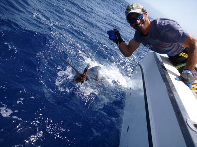 Release Me Cavalier & Blue Marlin Sport Fishing Gran Canaria