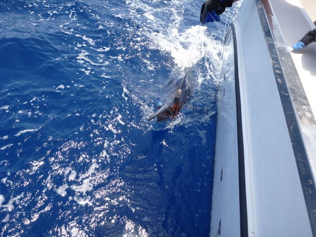 Release Me Cavalier & Blue Marlin Sport Fishing Gran Canaria