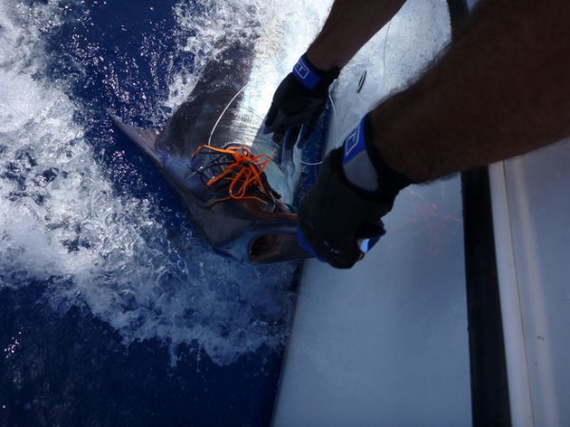 Release Me Cavalier & Blue Marlin Sport Fishing Gran Canaria