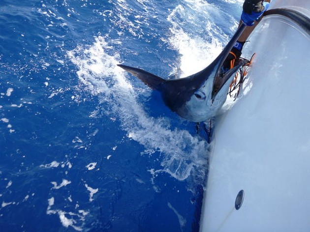 Release Me Cavalier & Blue Marlin Sport Fishing Gran Canaria