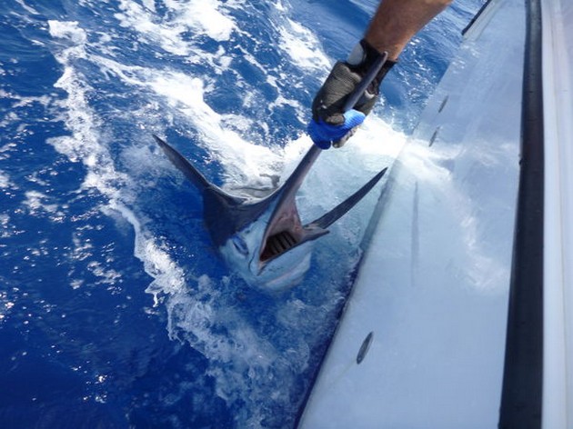 Release Me Cavalier & Blue Marlin Sport Fishing Gran Canaria
