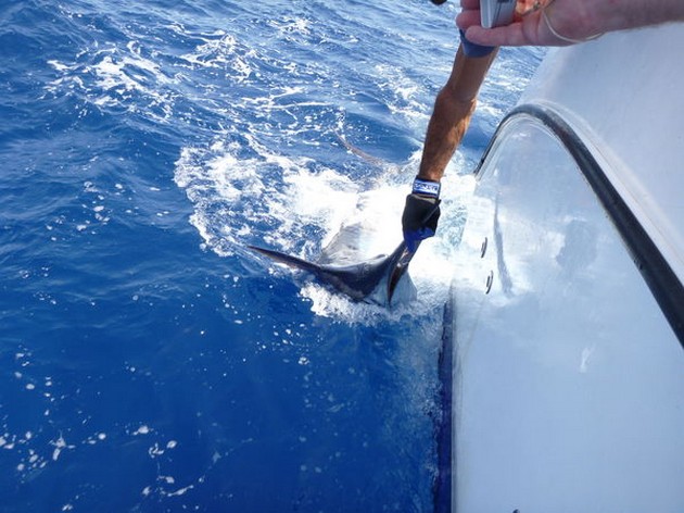 Release Me Cavalier & Blue Marlin Sport Fishing Gran Canaria
