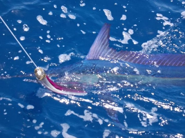 White Marlin Cavalier & Blue Marlin Sport Fishing Gran Canaria
