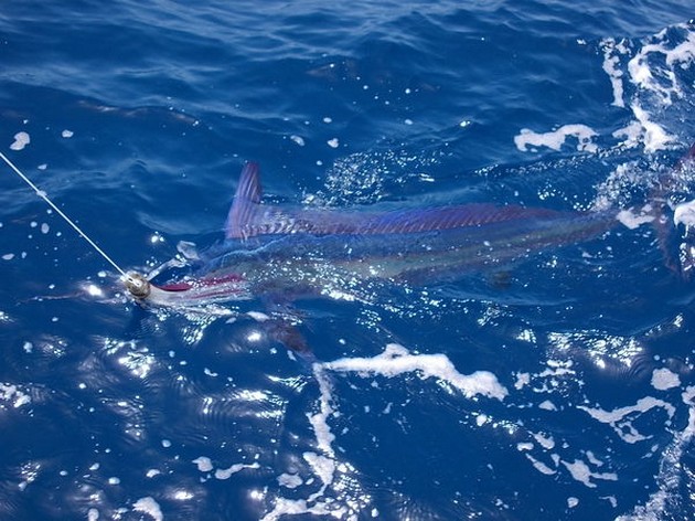 White Marlin Cavalier & Blue Marlin Sport Fishing Gran Canaria