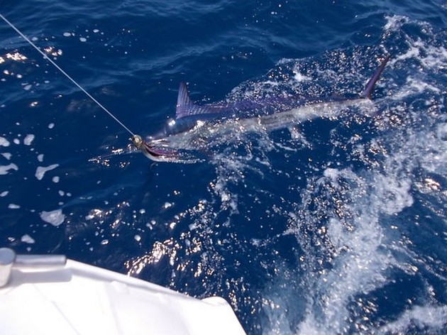 White Marlin Cavalier & Blue Marlin Sport Fishing Gran Canaria