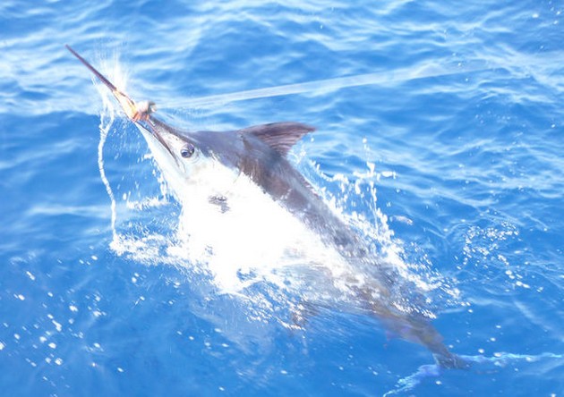 Jumping Blue Marlin Cavalier & Blue Marlin Sport Fishing Gran Canaria
