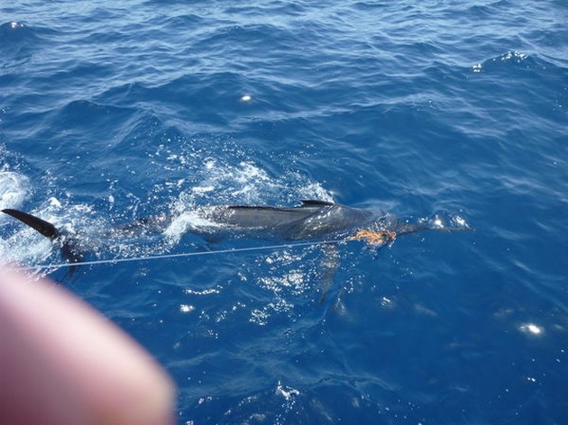 Blue Marlin Cavalier & Blue Marlin Sport Fishing Gran Canaria