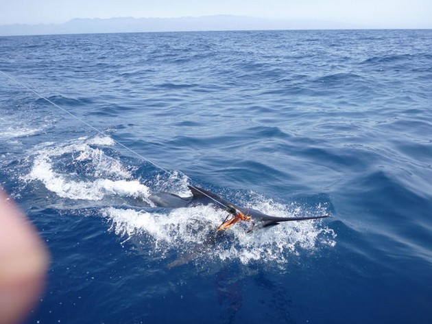 Blue Marlin Cavalier & Blue Marlin Sport Fishing Gran Canaria