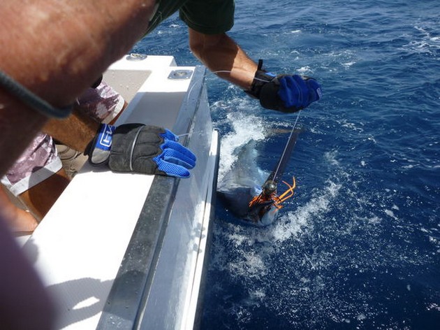 Blue Marlin Cavalier & Blue Marlin Sport Fishing Gran Canaria