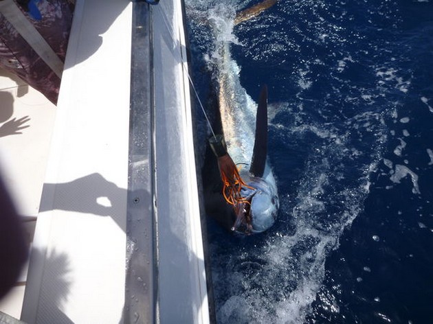 Blue Marlin Cavalier & Blue Marlin Sport Fishing Gran Canaria