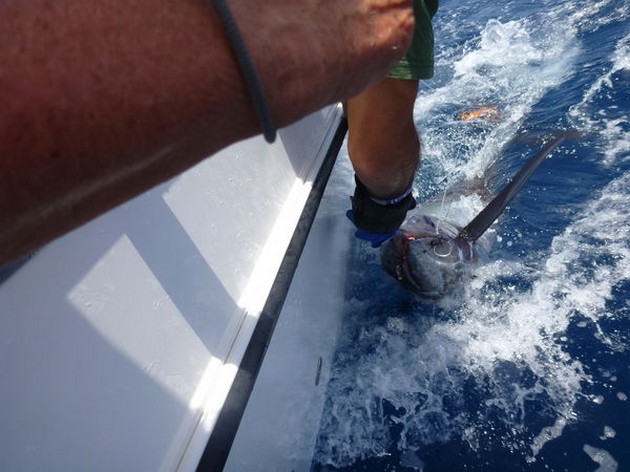 Blue Marlin Cavalier & Blue Marlin Sport Fishing Gran Canaria
