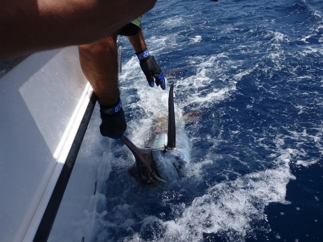 Blue Marlin Cavalier & Blue Marlin Sport Fishing Gran Canaria