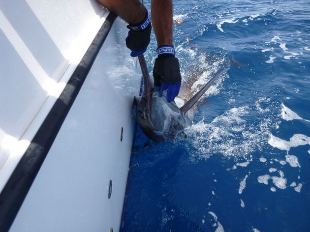 Blue Marlin Cavalier & Blue Marlin Sport Fishing Gran Canaria