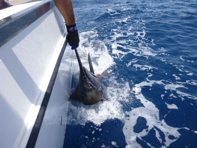 Blue Marlin Cavalier & Blue Marlin Sport Fishing Gran Canaria