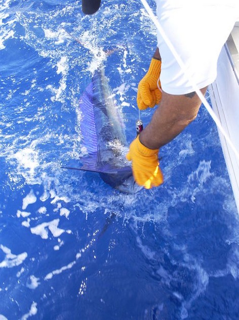 Spearfish Cavalier & Blue Marlin Sport Fishing Gran Canaria