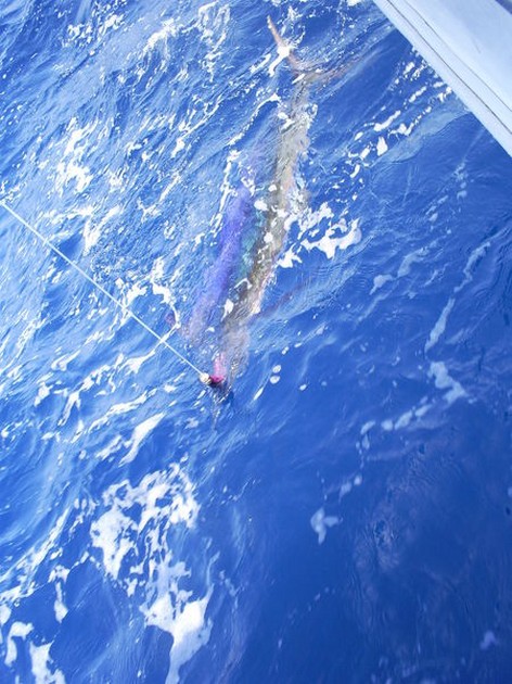 Spearfish Cavalier & Blue Marlin Sport Fishing Gran Canaria