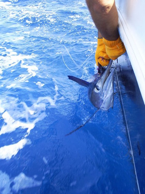 Spearfish Cavalier & Blue Marlin Sport Fishing Gran Canaria