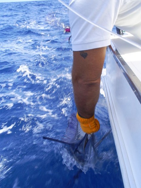 Spearfish Cavalier & Blue Marlin Sport Fishing Gran Canaria